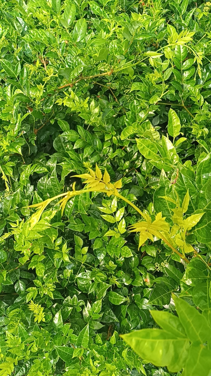 永顺莓茶