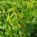永顺莓茶