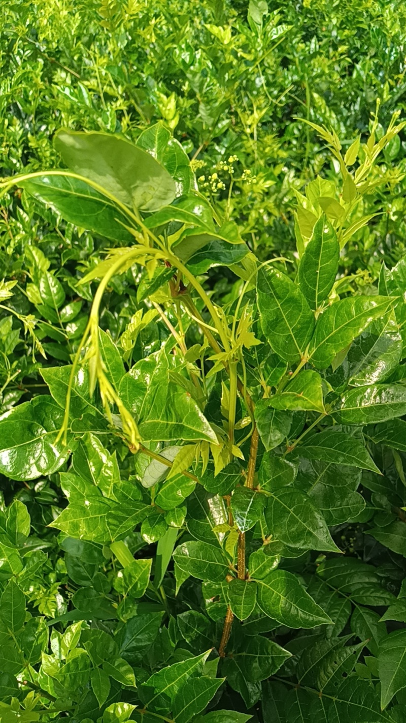 永顺莓茶