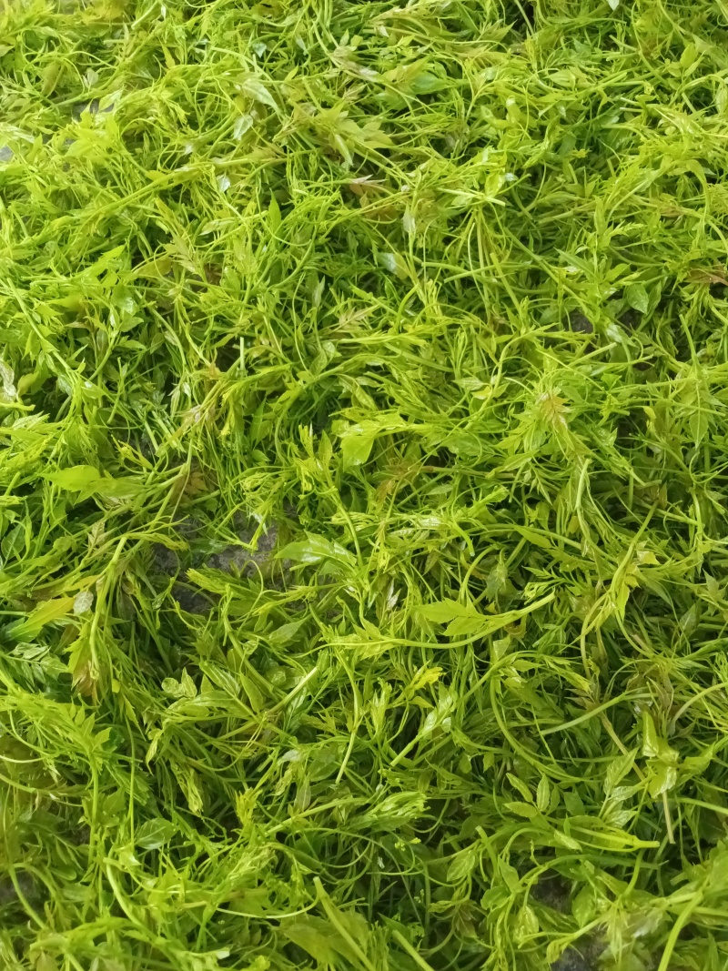 永顺莓茶