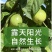 爆甜黄金百香果钦蜜9号新鲜水果对接商用，市场一件代发