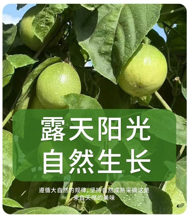爆甜黄金百香果钦蜜9号新鲜水果对接商用，市场一件代发