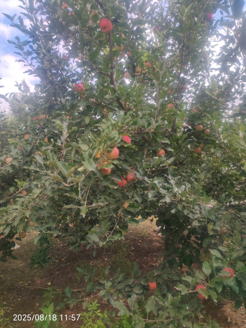 嘎啦苹果