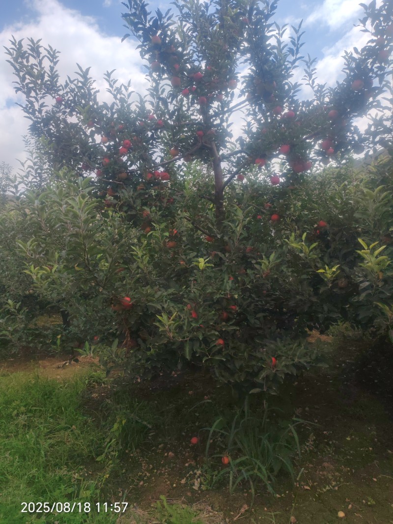 嘎啦苹果
