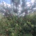 嘎啦苹果