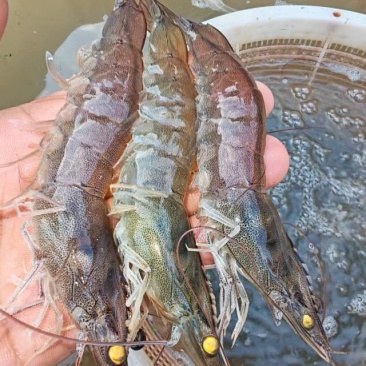 鸿腾生态农业养殖基地