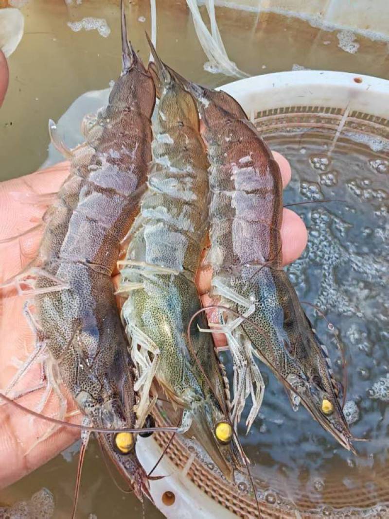 鸿腾生态农业养殖基地