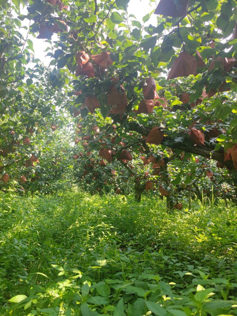 除草剂都不用，生态化种植，货真价实的丰水，它值这个价