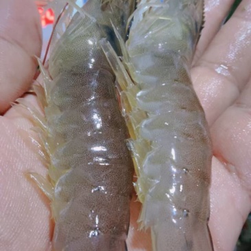鸿腾生态养殖基地