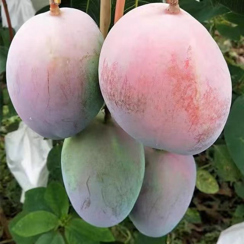 【漂亮芒果】攀枝花凯特芒果新鲜对接商用市场一件代发