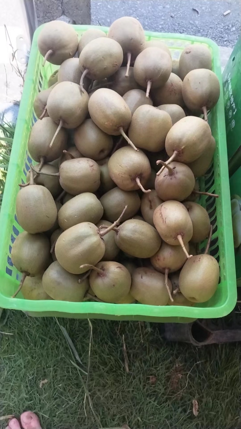 贵州六盘水红心猕猴桃