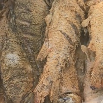 油炸大鲤鱼17一条，一件14条