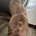 杜洛克公猪公猪种公猪种猪猪场活猪猪