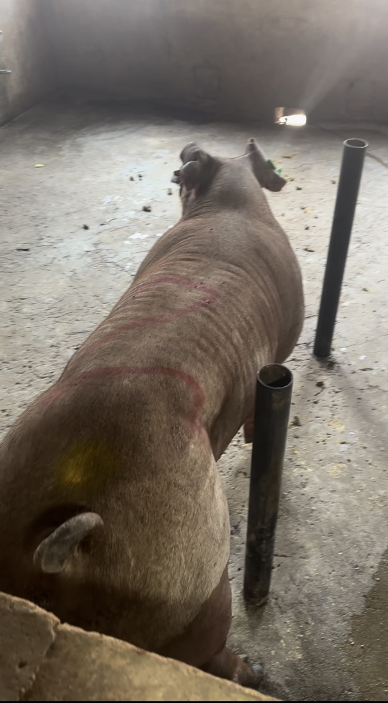 杜洛克公猪公猪种公猪种猪猪场活猪猪