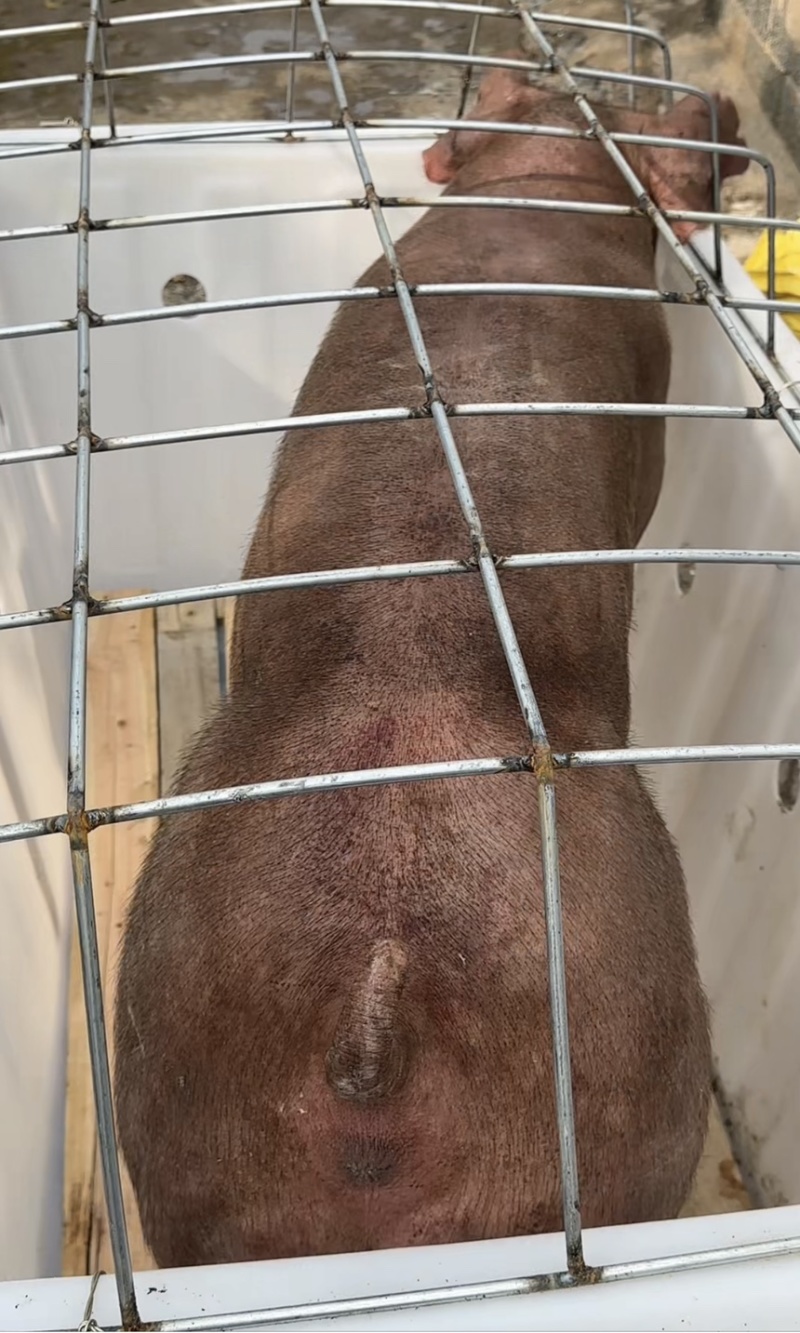 杜洛克公猪公猪种公猪种猪猪场活猪猪