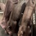 杜洛克公猪公猪种公猪种猪猪场活猪猪