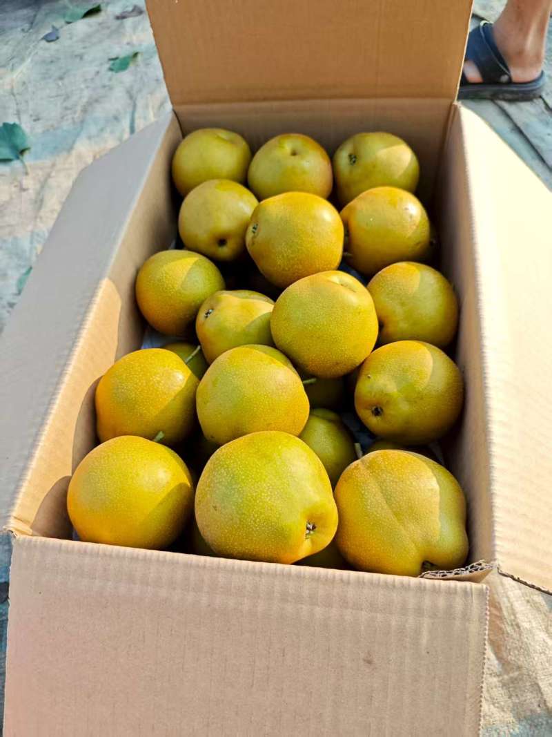 沙梨湘南梨皮溥肉厚，脆甜多汁，入口化渣，现在已大量上市