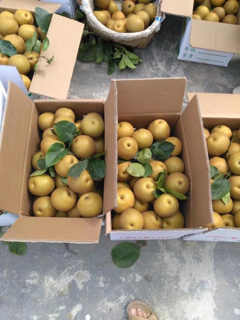 沙梨湘南梨皮溥肉厚，脆甜多汁，入口化渣，现在已大量上市