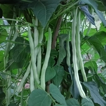 白不老