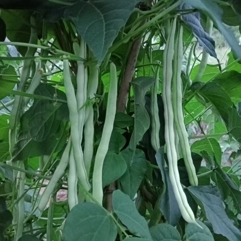 白不老