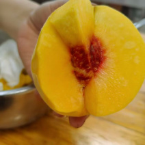 重庆奉节高山黄桃一手货源