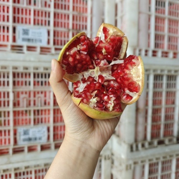 突尼斯软籽石榴一件代发