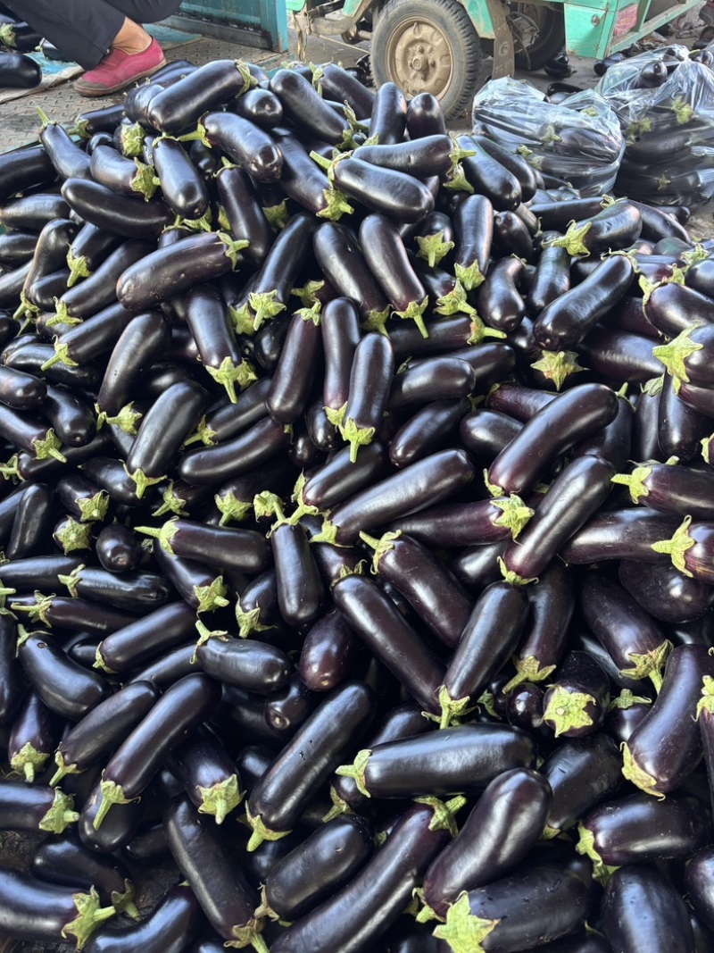 精选黑宝茄子大量现货对接，食堂，电商，加工厂