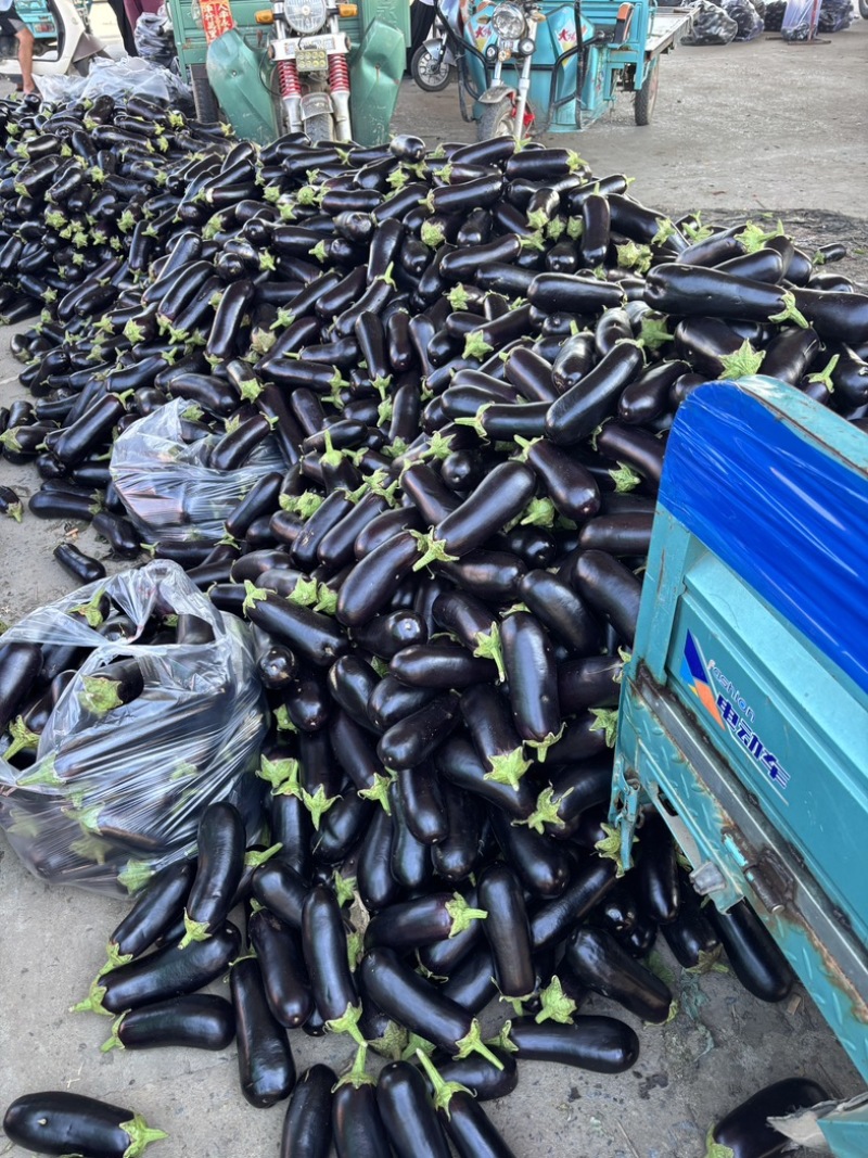 精选黑宝茄子大量现货对接，食堂，电商，加工厂