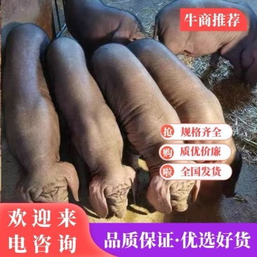 太湖母猪种母猪母猪太湖猪猪种母猪活猪
