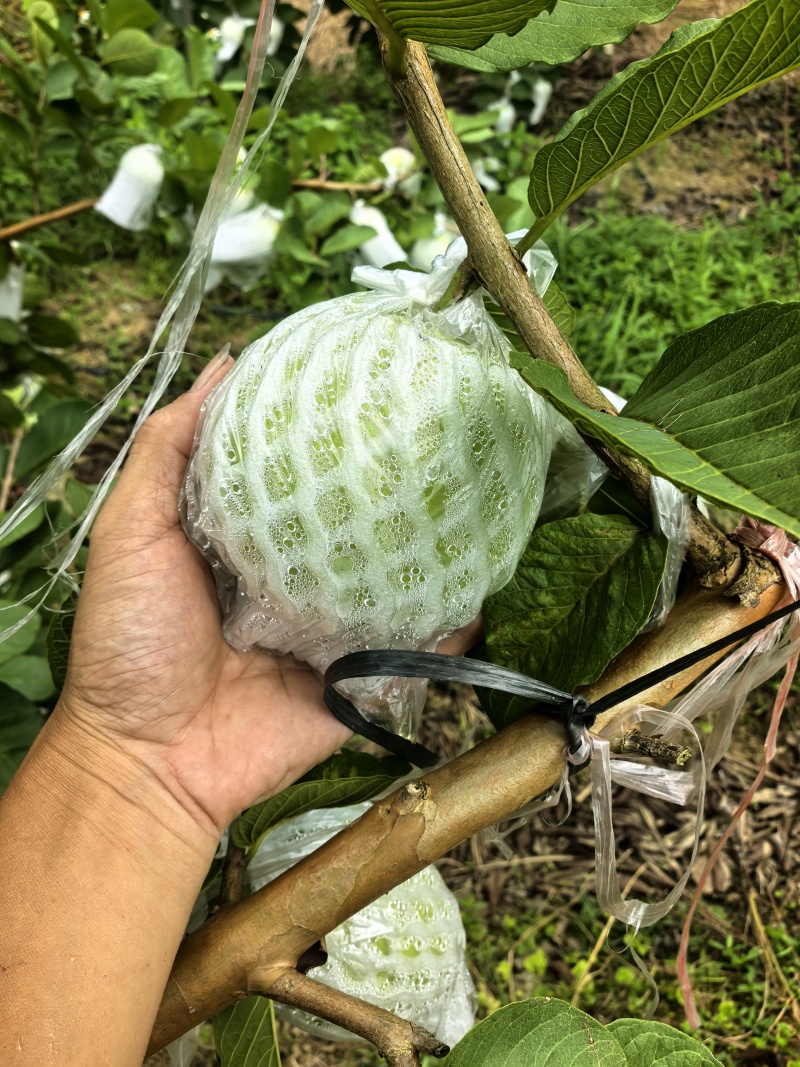 红宝石蕃石榴