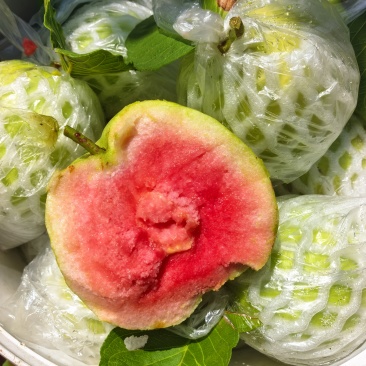 红宝石蕃石榴