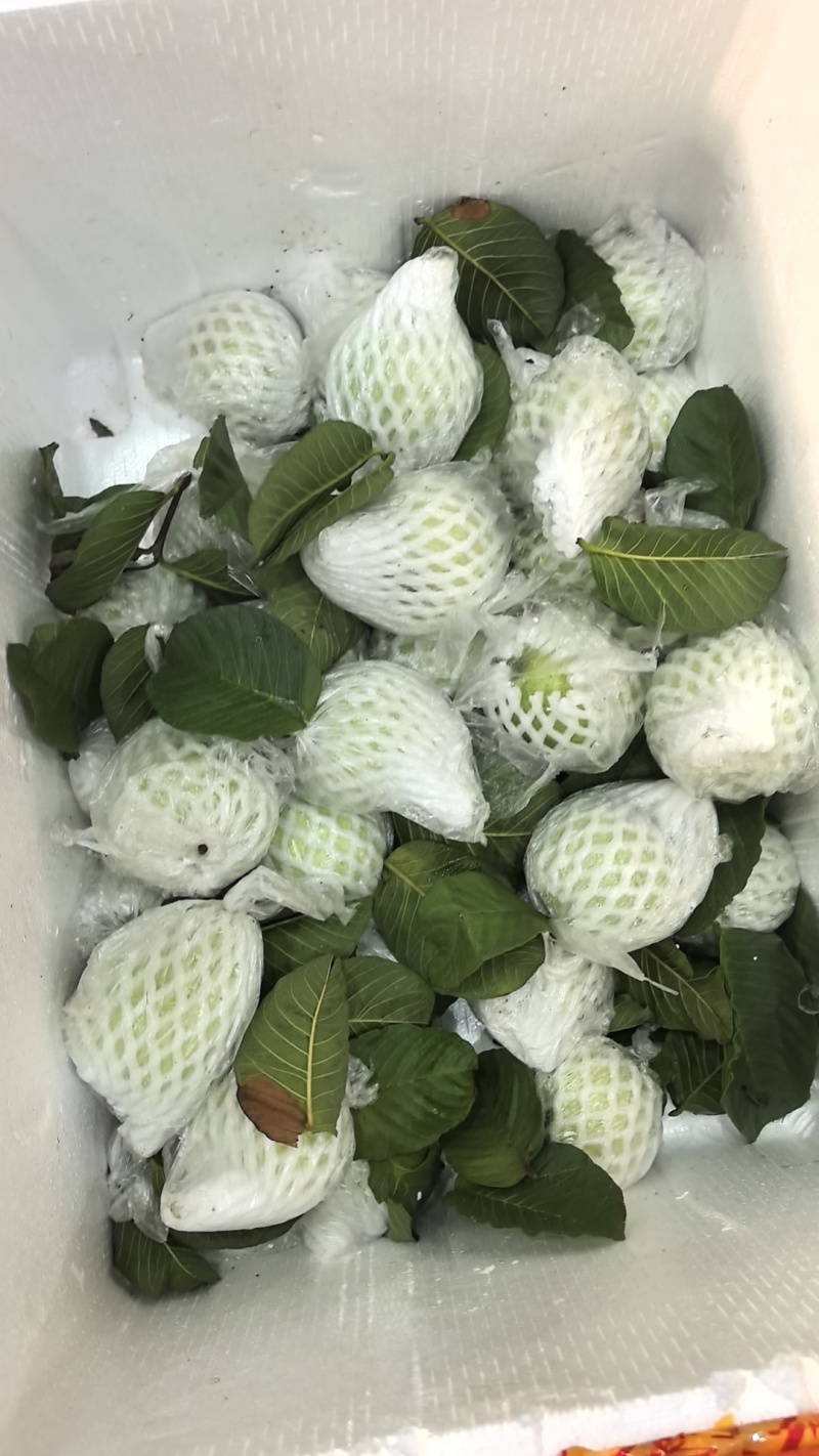 红宝石蕃石榴