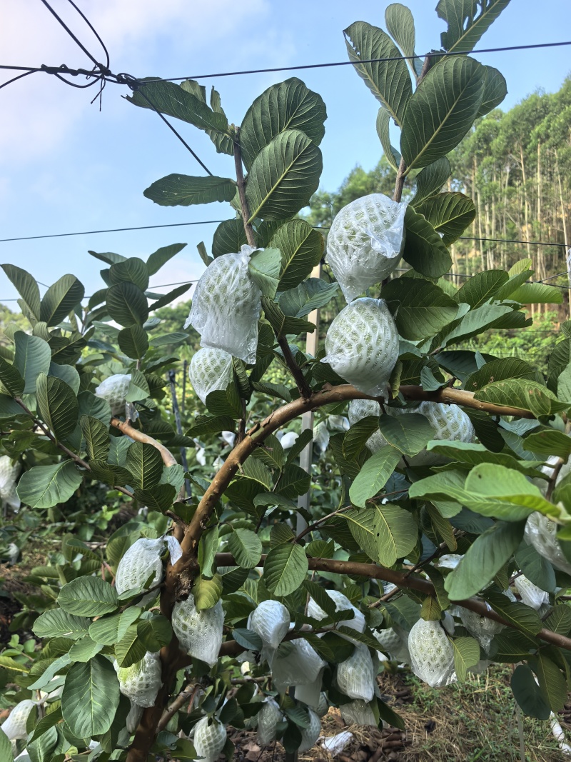 红宝石蕃石榴