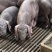 太湖母猪种母猪母猪太湖猪猪种母猪活猪