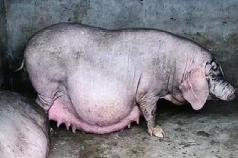 太湖母猪种母猪母猪太湖猪猪种母猪活猪