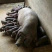太湖母猪种母猪母猪太湖猪猪种母猪活猪
