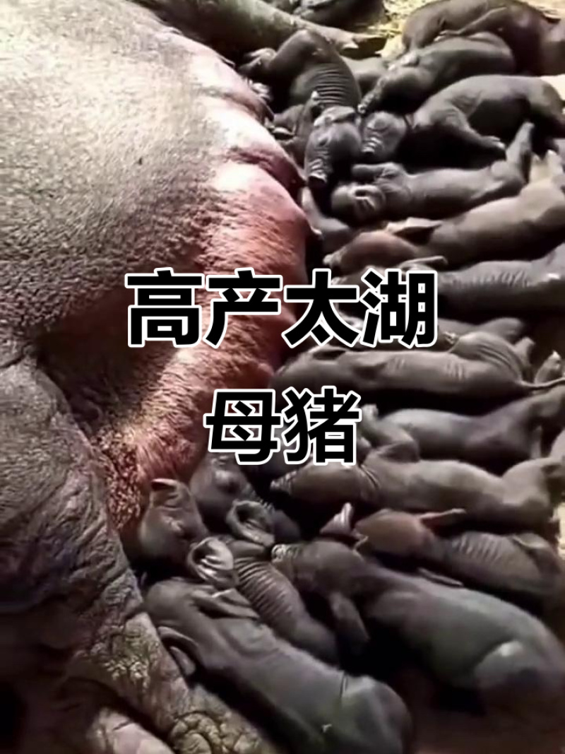 太湖母猪种母猪母猪太湖猪猪种母猪活猪