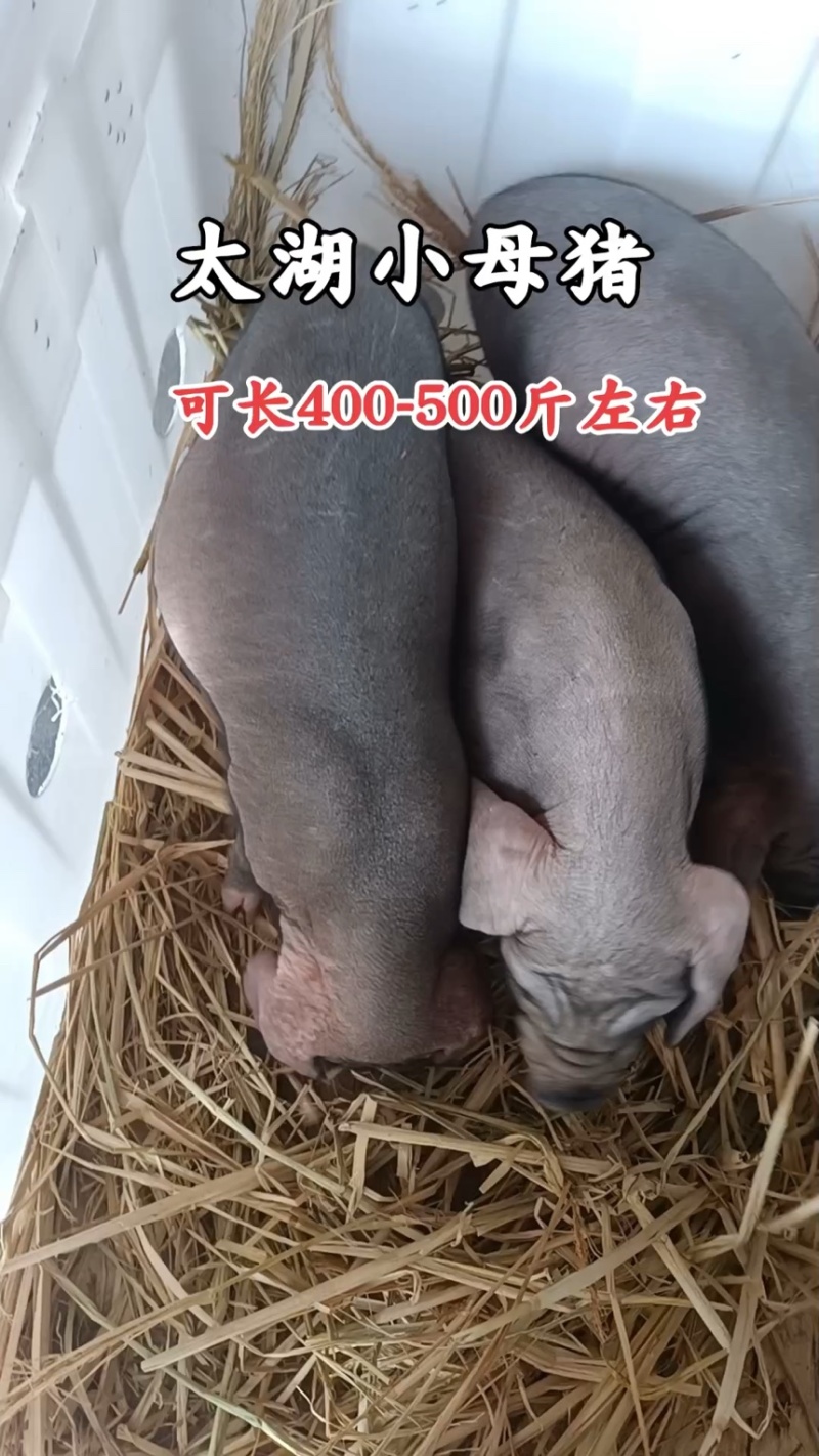 太湖母猪种母猪母猪太湖猪猪种母猪活猪