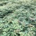 栾树苗（容器苗和裸根苗均有）各规格齐全、公司基地自育自销
