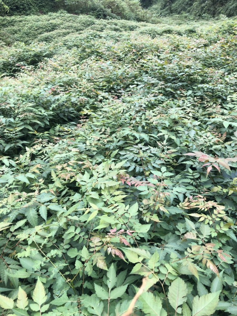 栾树苗（容器苗和裸根苗均有）各规格齐全、公司基地自育自销