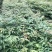 栾树苗（容器苗和裸根苗均有）各规格齐全、公司基地自育自销