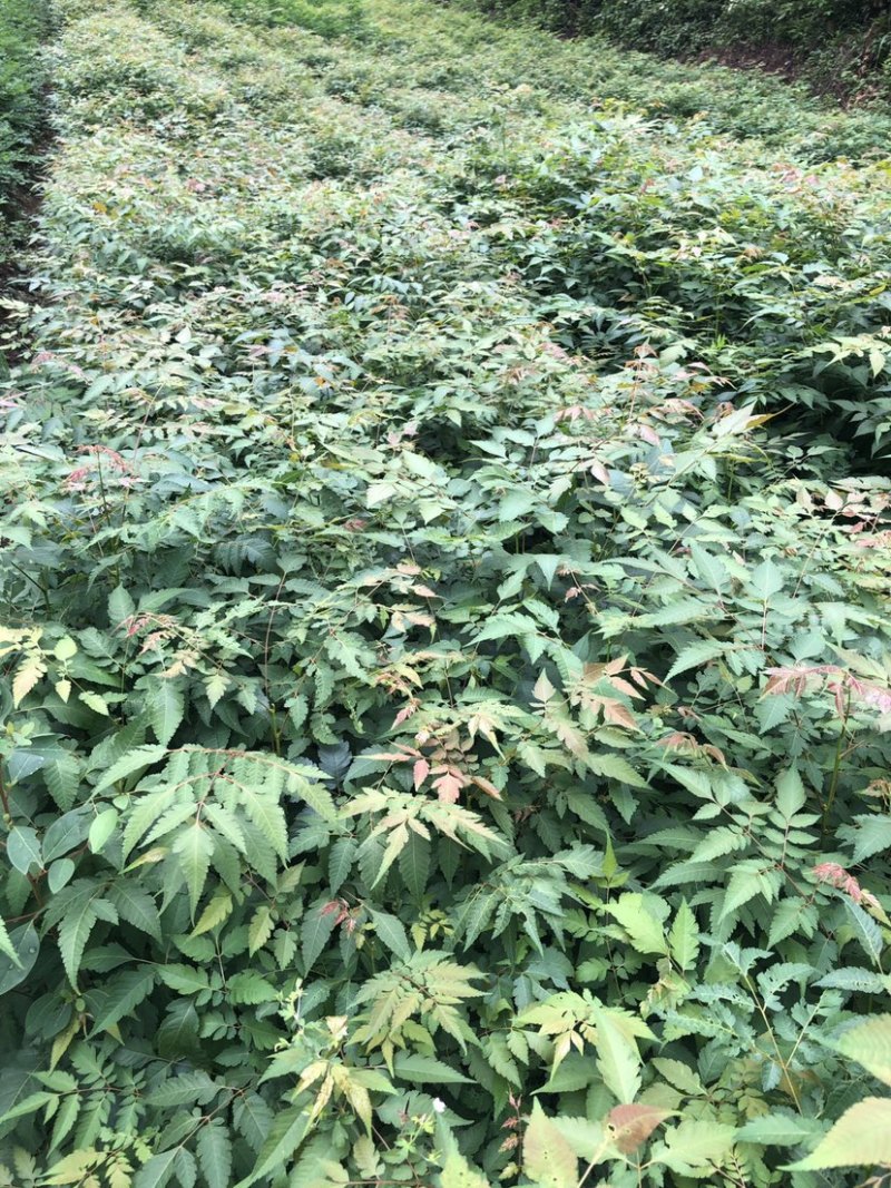 栾树苗（容器苗和裸根苗均有）各规格齐全、公司基地自育自销
