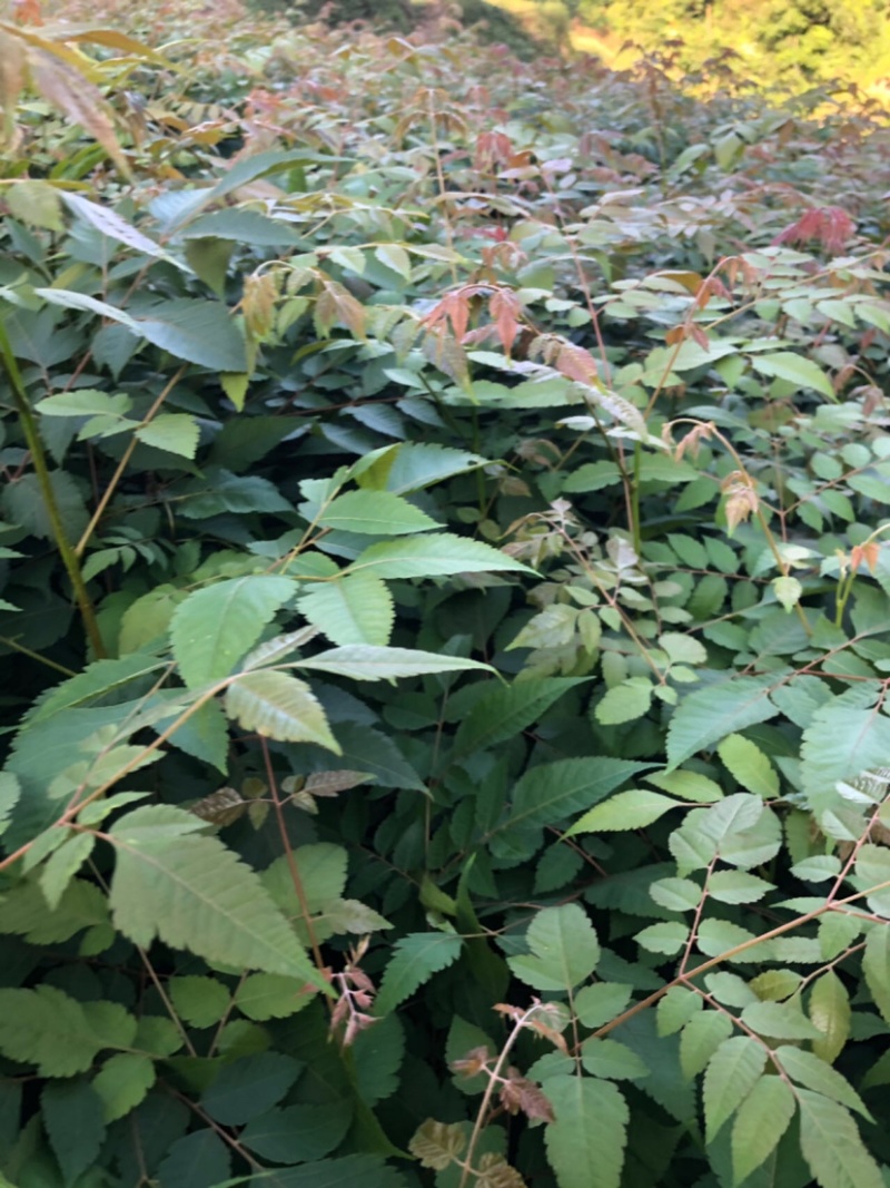 栾树苗（容器苗和裸根苗均有）各规格齐全、公司基地自育自销