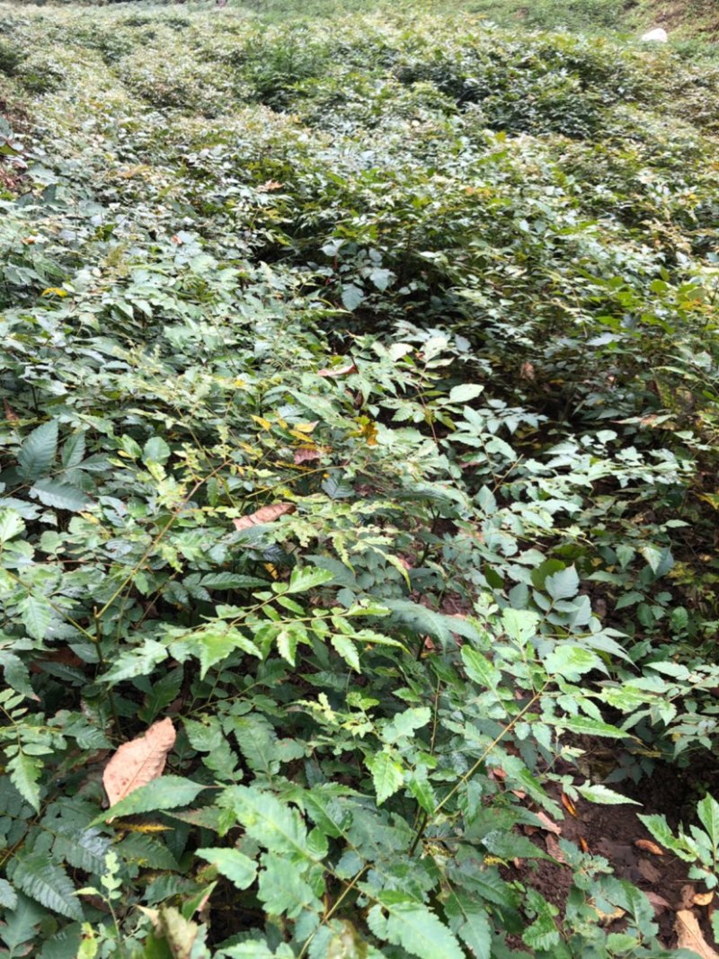 栾树苗（容器苗和裸根苗均有）各规格齐全、公司基地自育自销