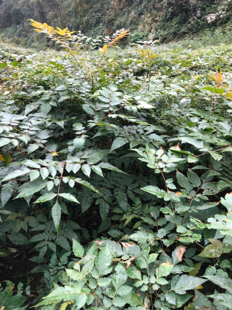 栾树苗（容器苗和裸根苗均有）各规格齐全、公司基地自育自销