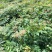 栾树苗（容器苗和裸根苗均有）各规格齐全、公司基地自育自销