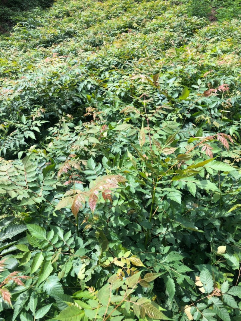 栾树苗（容器苗和裸根苗均有）各规格齐全、公司基地自育自销