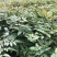栾树苗（容器苗和裸根苗均有）各规格齐全、公司基地自育自销