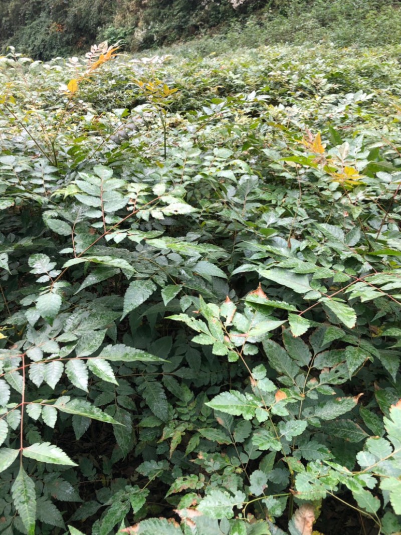 栾树苗（容器苗和裸根苗均有）各规格齐全、公司基地自育自销