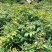 栾树苗（容器苗和裸根苗均有）各规格齐全、公司基地自育自销